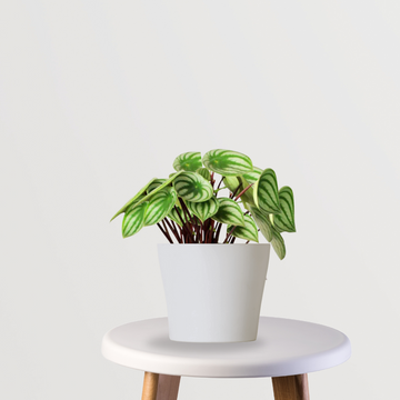Watermelon peperomia indoor plant